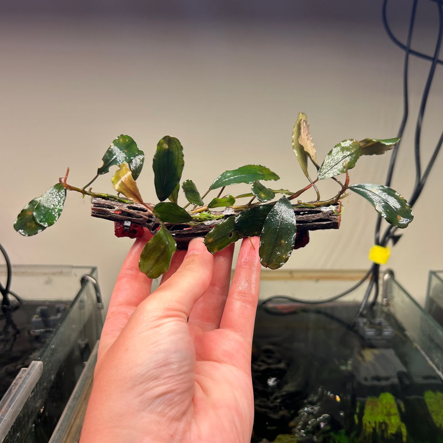 Assorted Bucephalandra On 15cm Cholla (Submersed Grown)
