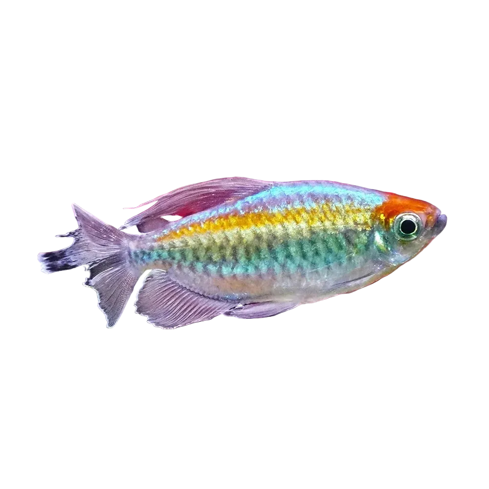 Congo Tetra