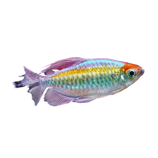 Congo Tetra 3cm (5x Fish)