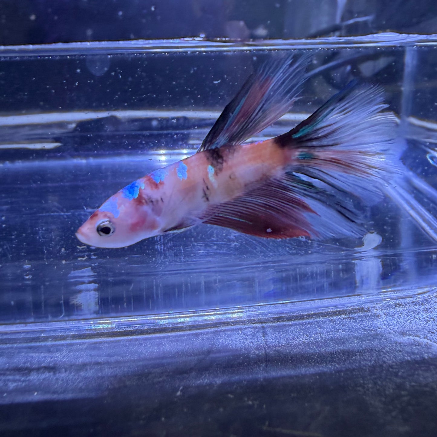 Halfmoon Multicolour/Koi Male Betta 3.5cm (F)