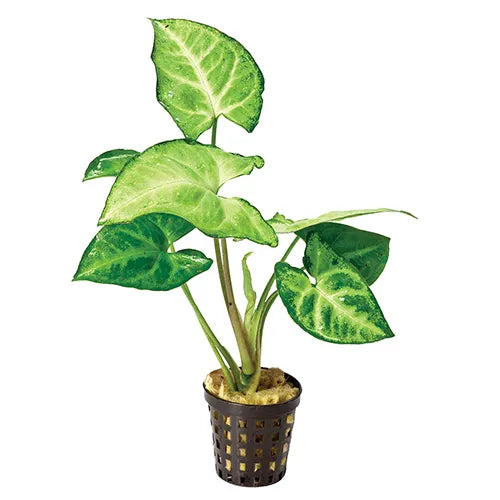 Borneo Sword Spathiphyllum (Terrarium Only Plant)