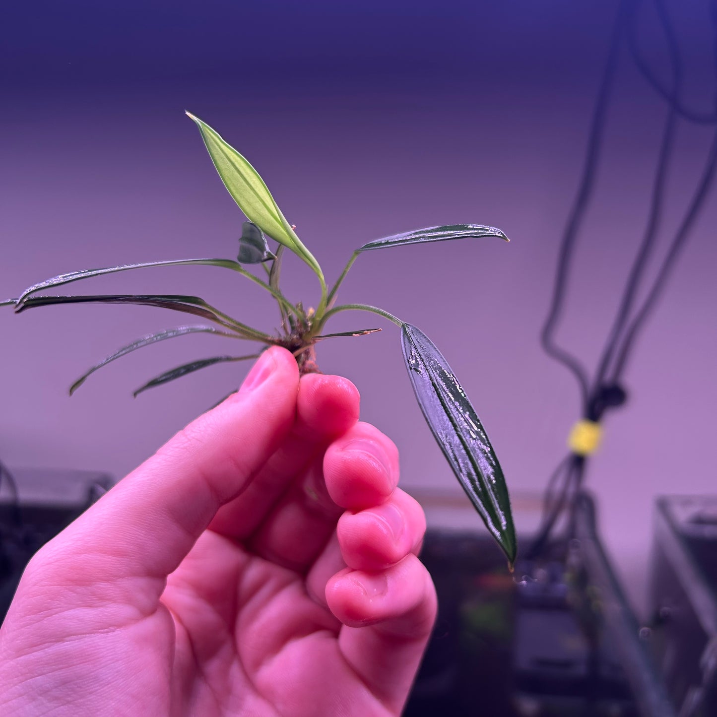 Aridarum Caulescens “Sabertooth" - RARE