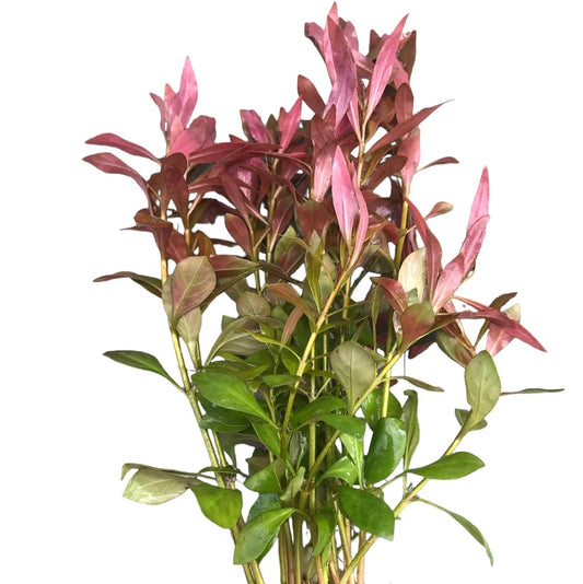 Ludwigia repens