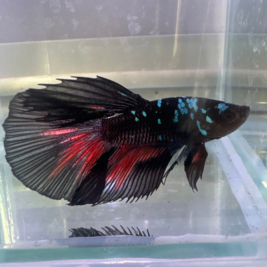 Halfmoon Avatar Betta Male 3.5cm (Example Only)