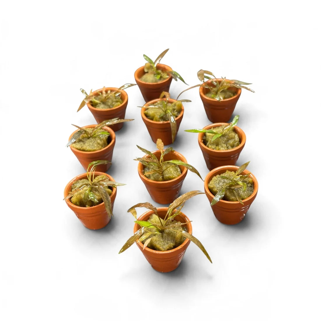 Cryptocoryne Axelrodi Terracotta Pot 3cm