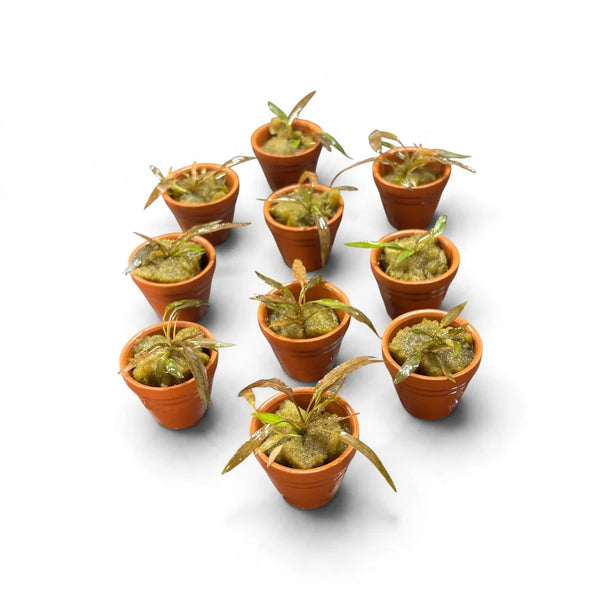 Cryptocoryne Axelrodi Terracotta Pot 3cm