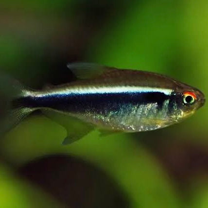 Black Neon Tetra 2.5cm (5x Fish)