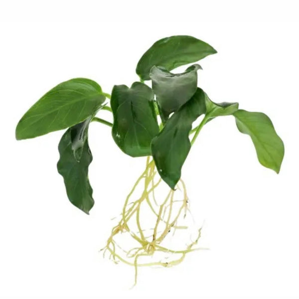 Anubias Nana Petite