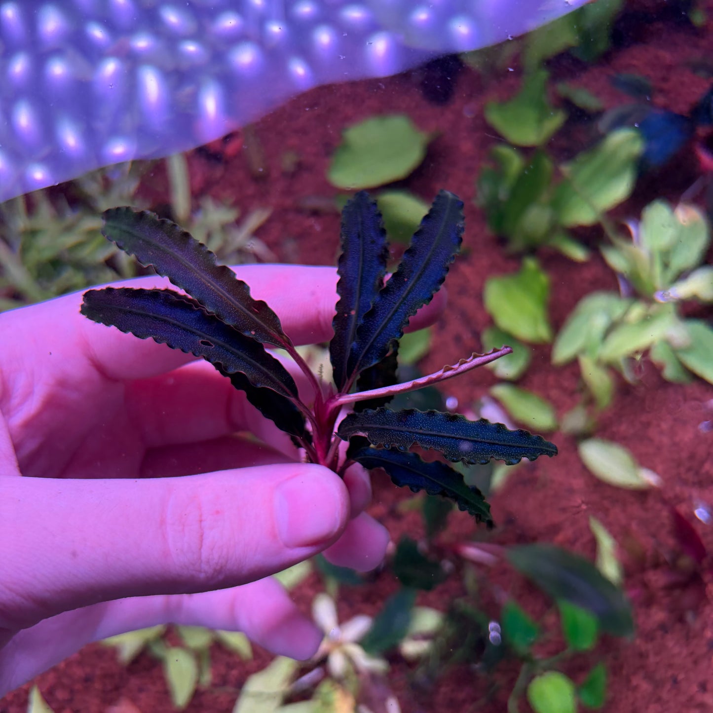 Assorted Bucephalandra ★