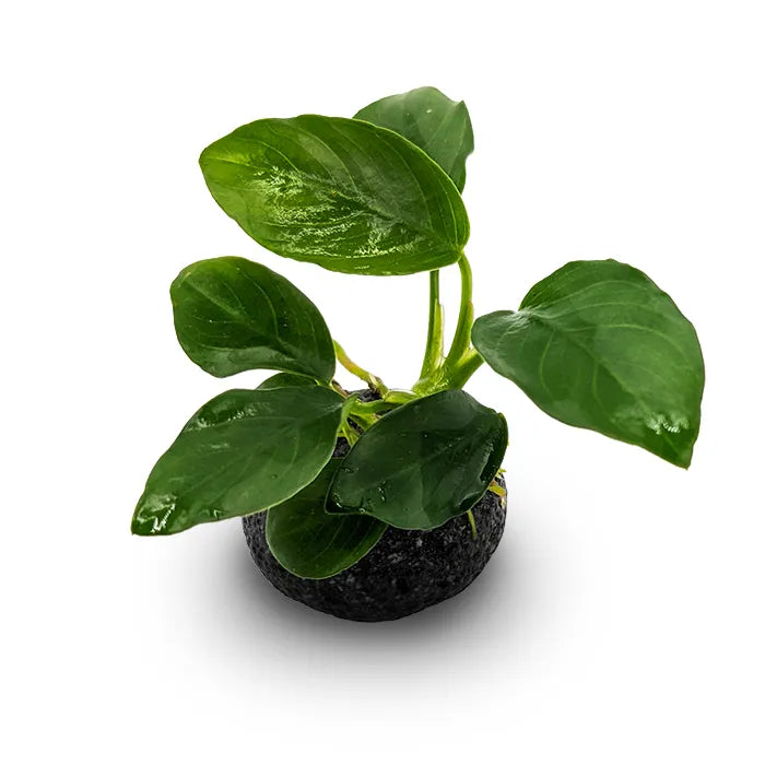 Nano Fighter Rock - Smooth Lava