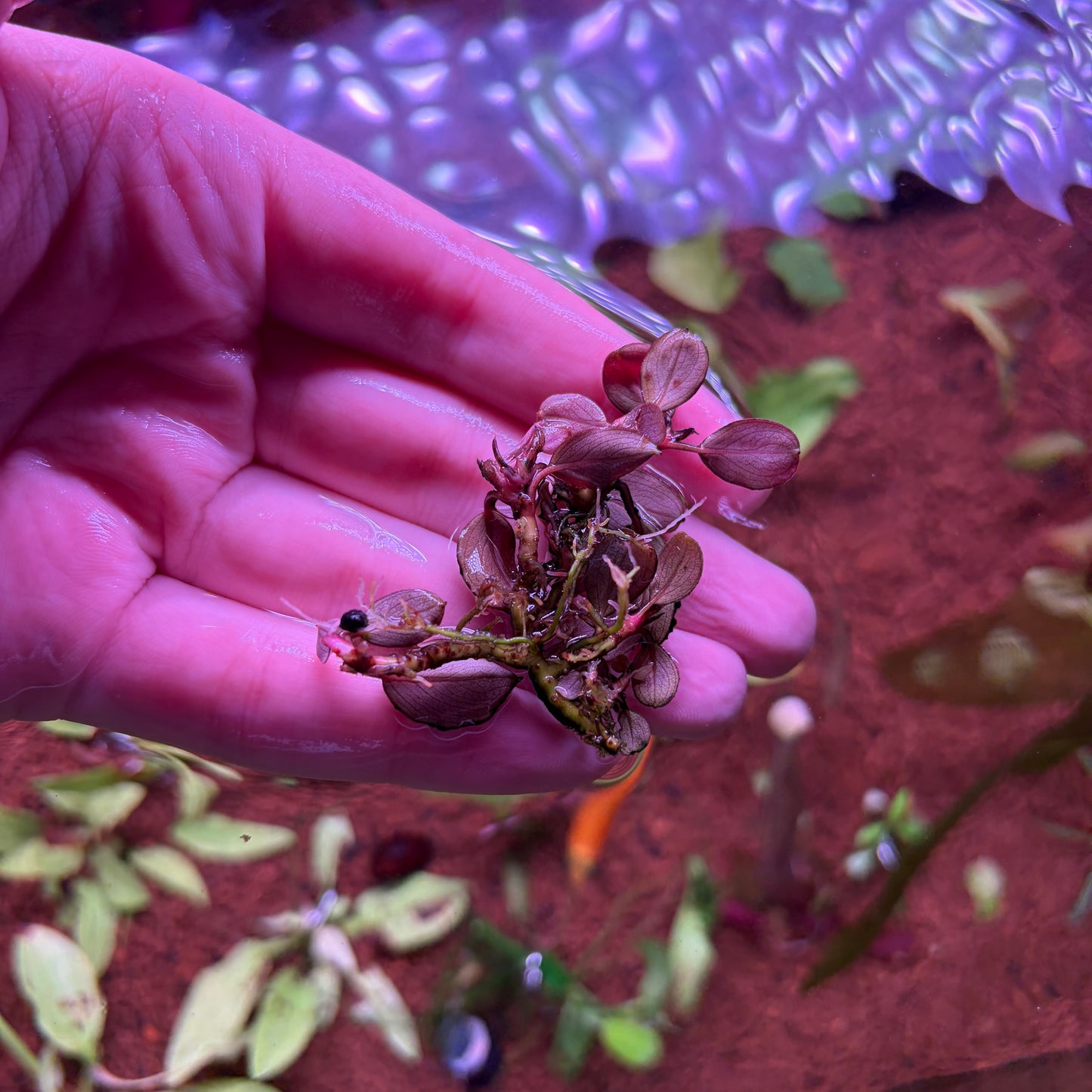 Bucephalandra Helena QQ