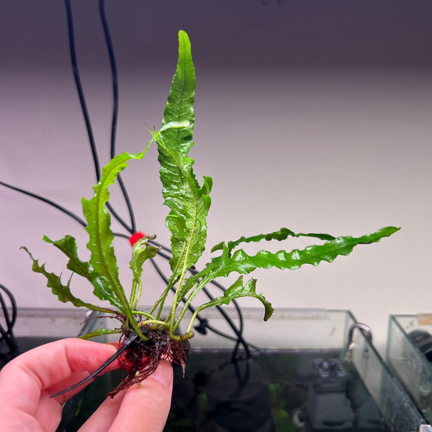 Java Fern Tropica - Rare ★