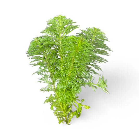 Ambulia limnophilia sessiliflora