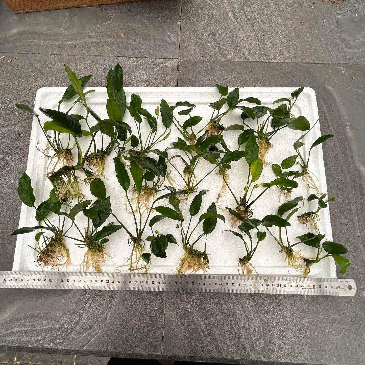 5x Assorted Anubias Special