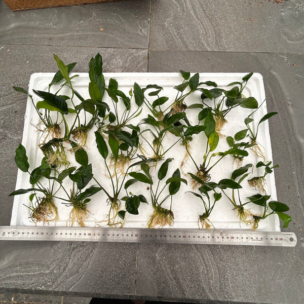 5x Assorted Anubias Special