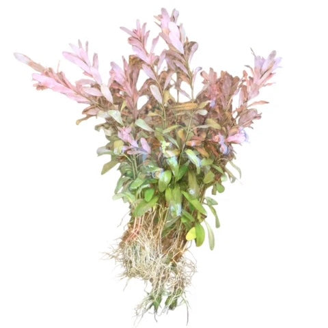 Ludwigia inclinata