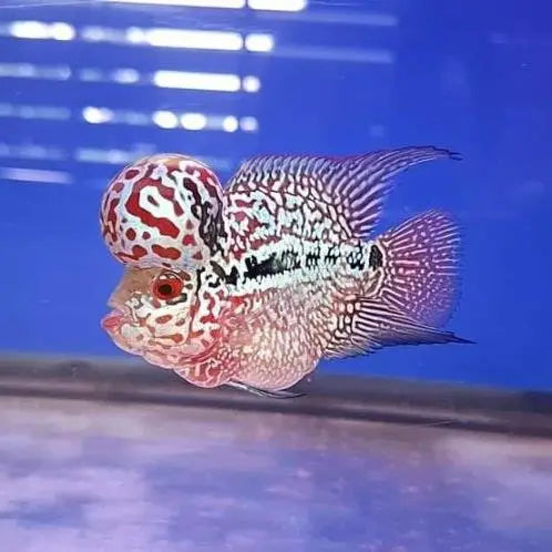 SRD x Kamfa Flowerhorn Short Body 3-4cm