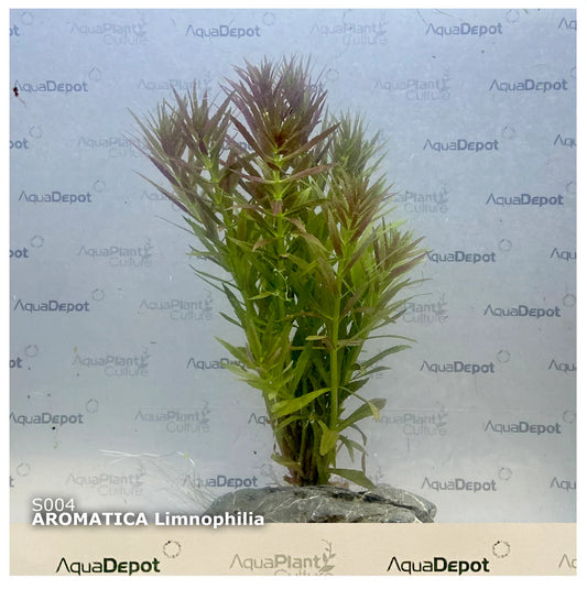 Aromatica limnophilia