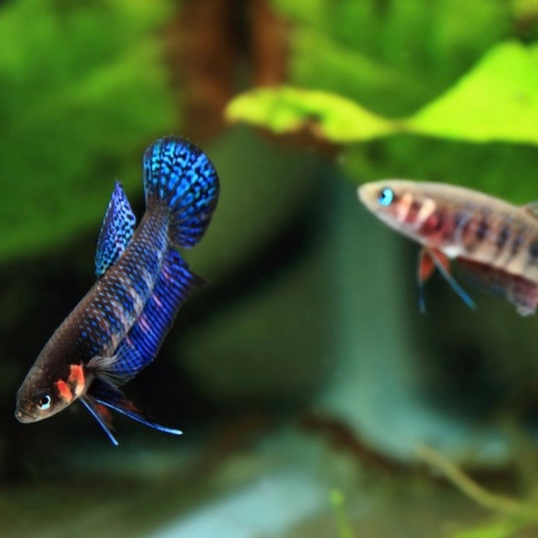 Betta Hendra Wild Pair 2.5cm