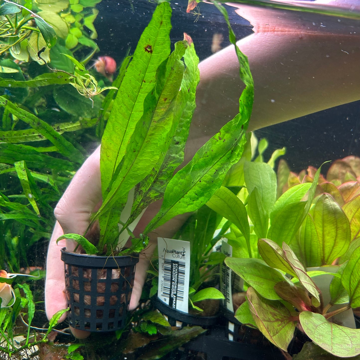 Java fern “Microsorum pteropus”  - Aquarium Fish Tank Aquatic Plant