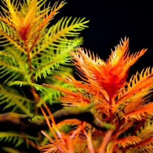 Mermaid Weed Proserpinaca palustris