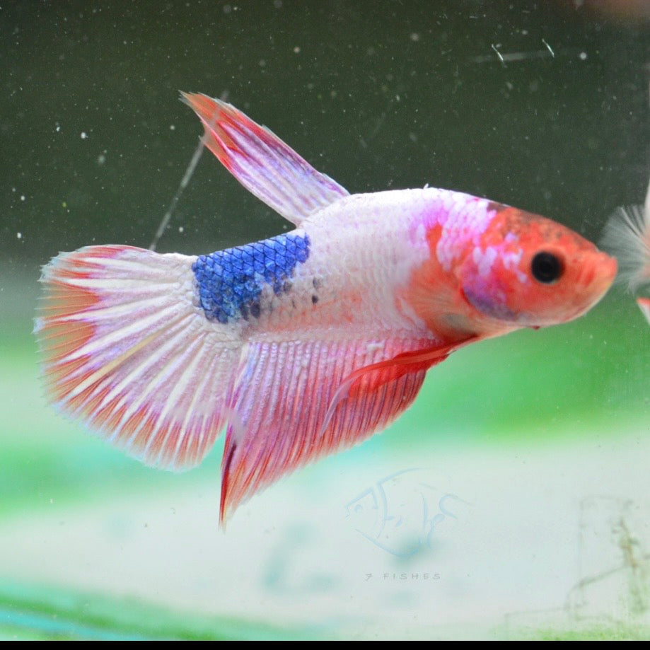 Pastel Marble Plakat Male Betta 3-4cm