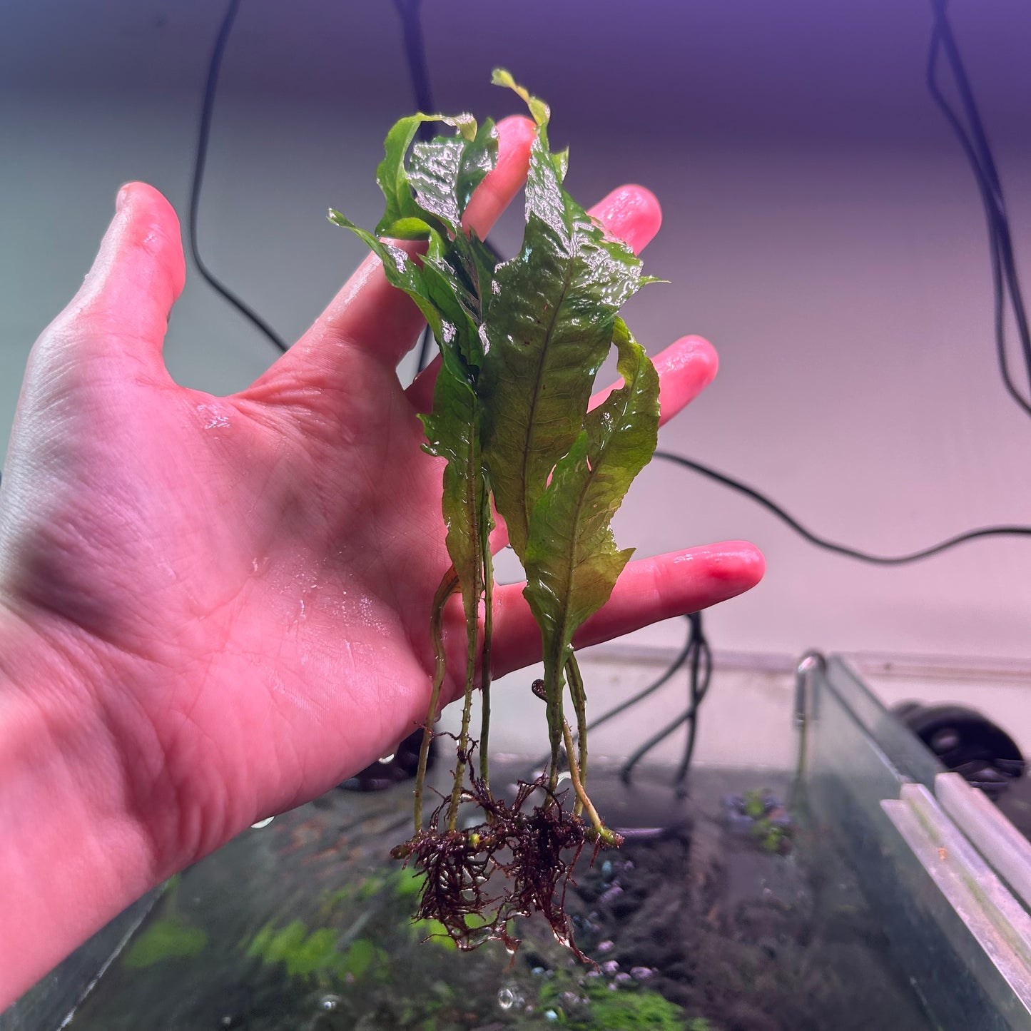 Java Fern ‘Tropica’ - Emersed Grown Super RARE