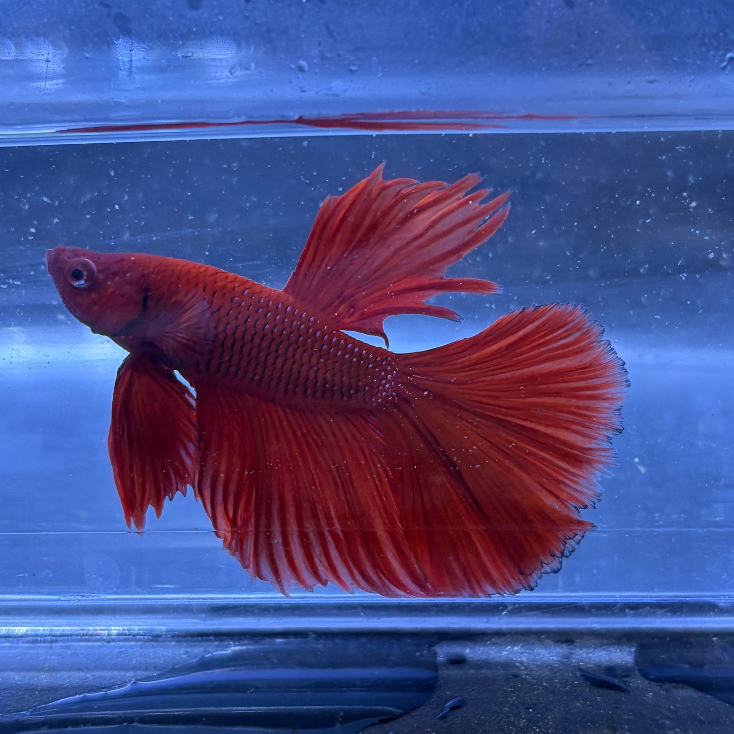 Super Delta Male Betta (Red) Example Only - Few Available