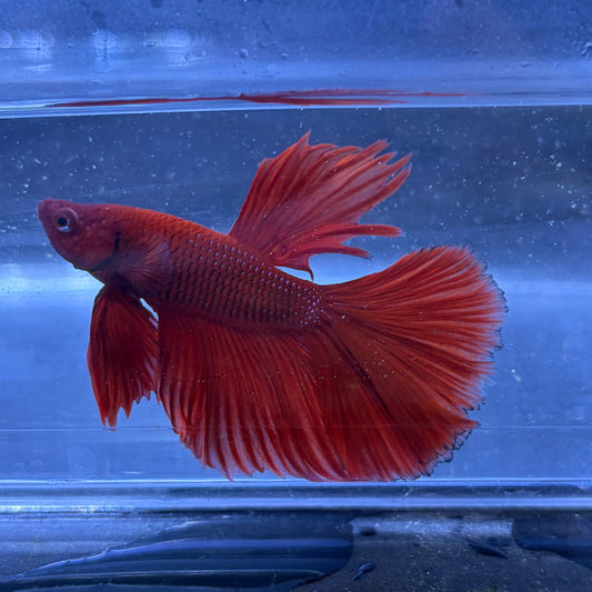 Super Delta Male Betta (Red) Example Only - Few Available