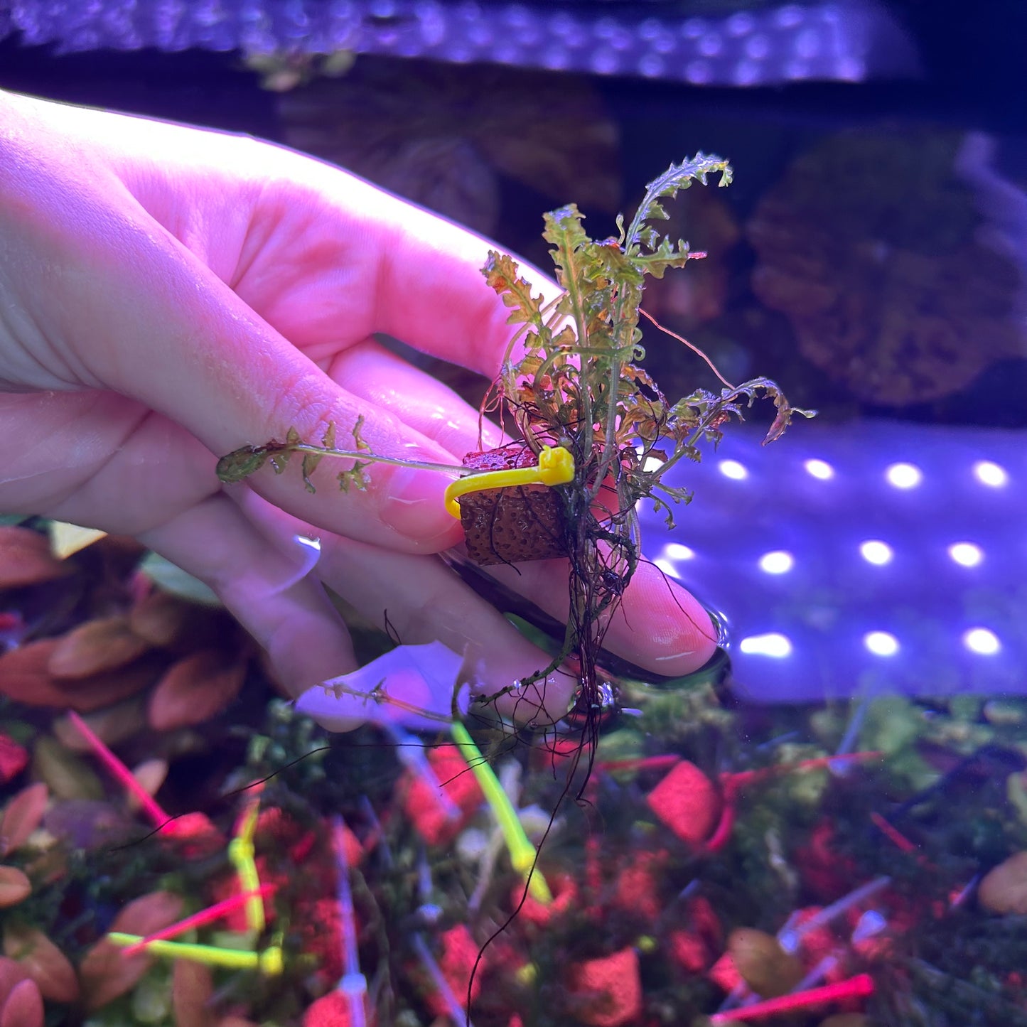 Bolbitus Gua Angin RARE