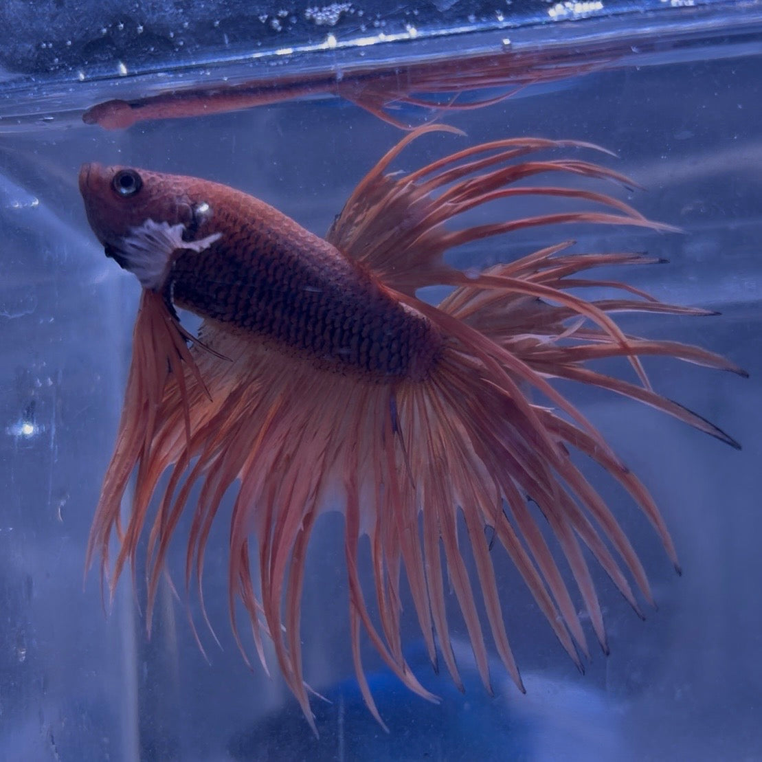 Fancy Crowntail Male Betta 3.5cm (F)