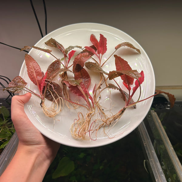 5x Large Crypt Pink Flamingo *Special*