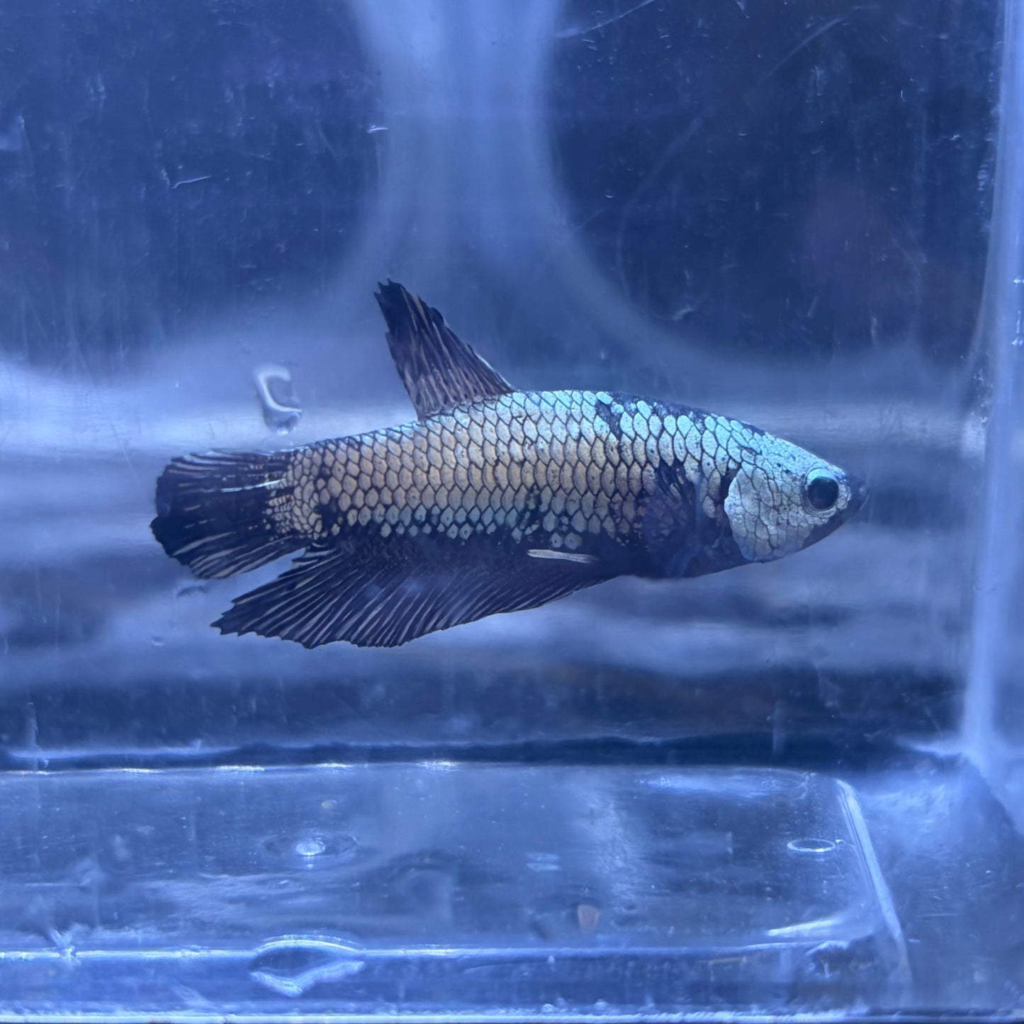 Black Samurai Male Betta 3.5cm (B)