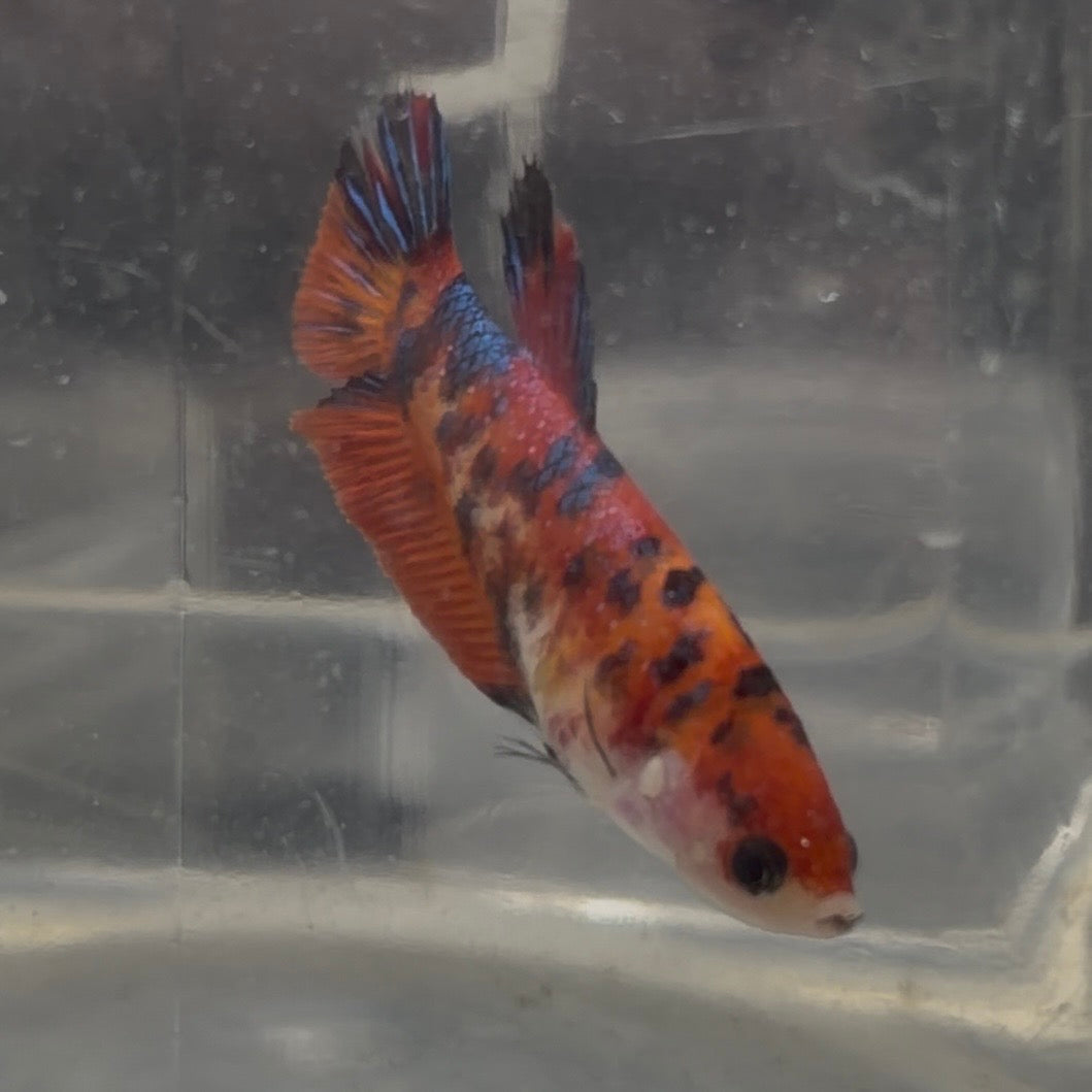 Halfmoon Koi Betta Female 3.5cm (Random Selection)