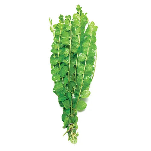 Gold Pennywort Lysimacia nummularia (Terrarium Only Plant)