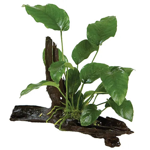 Anubias Barteri (Old type) - Medium Driftwood