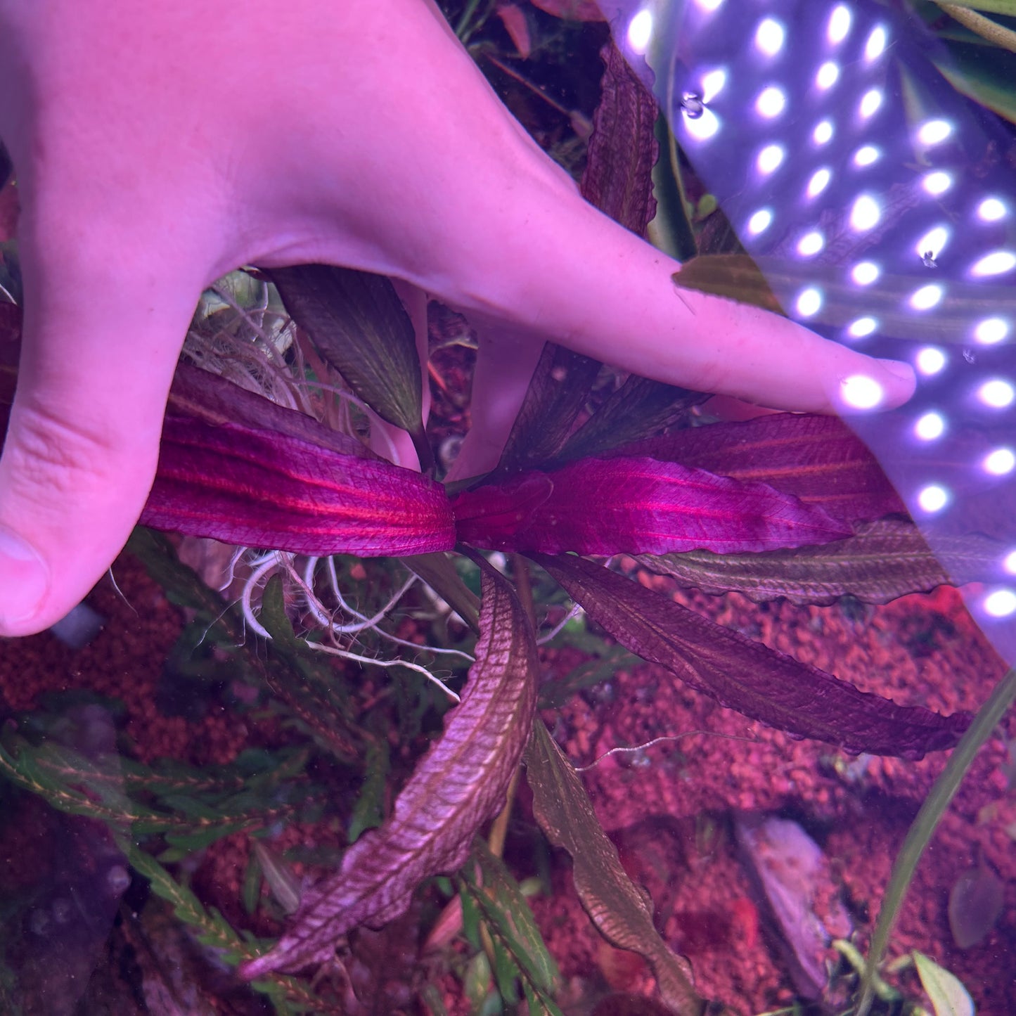 Echinodorus Pink Miracle - RARE