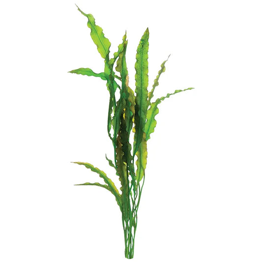 Aponogeton Crispus
