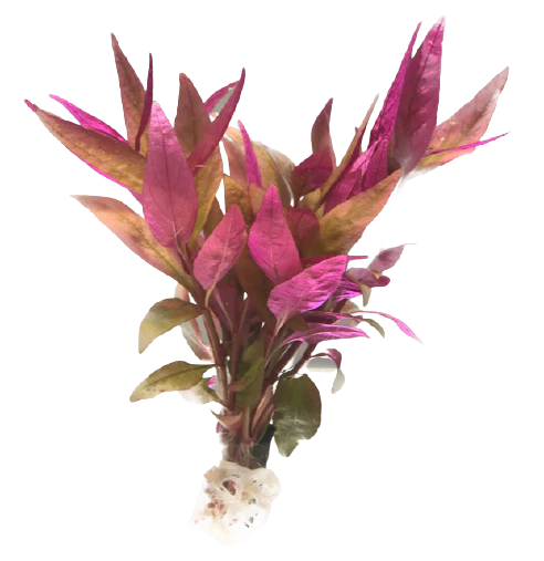 Alternanthera reineckii Red Alt