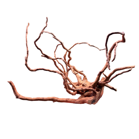 Gold Vine Driftwood - Small 20-40cm