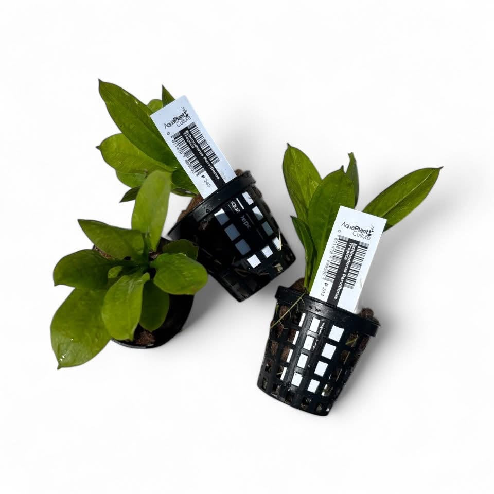 Echinodorus parviflorus tropica