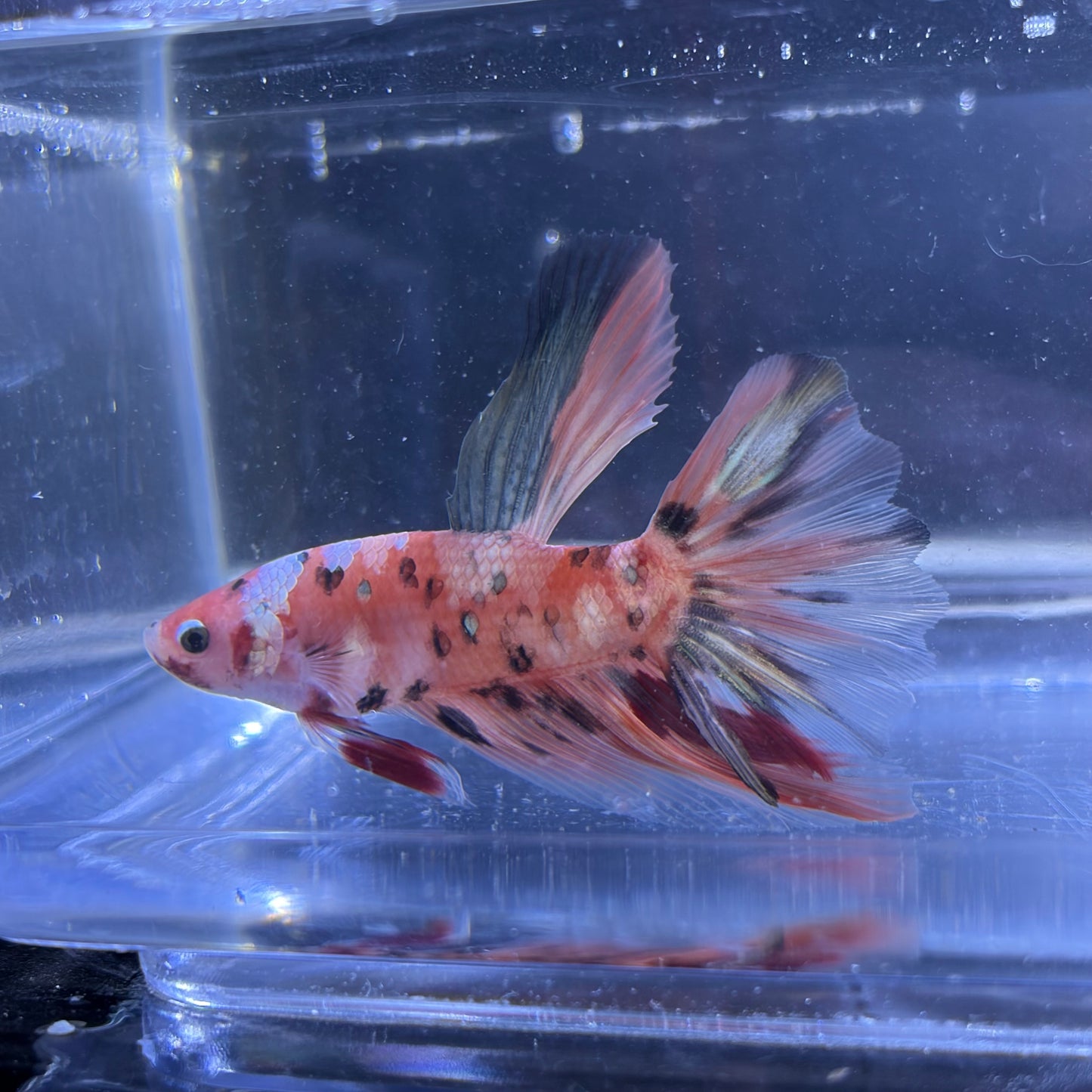 Giant Halfmoon Multicolour/Koi Male Betta 5-6cm (B)