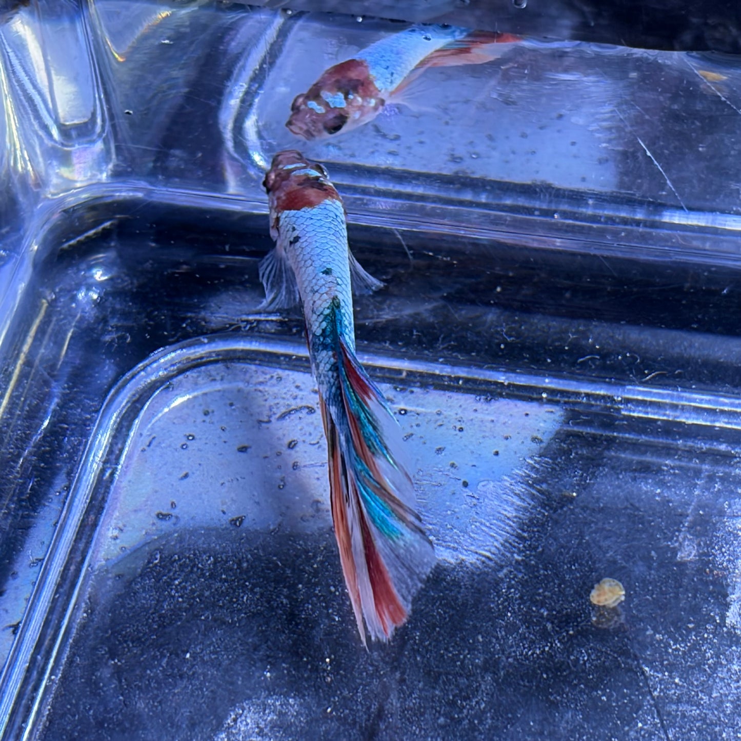 Halfmoon Multicolour/Koi Male Betta 3.5cm (B)