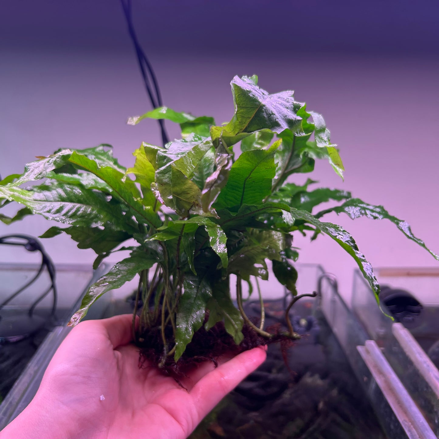 Java Fern ‘Tropica’ - Emersed Grown Super RARE