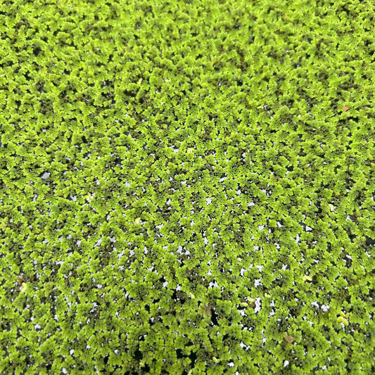 Azolla Pinnata 100g