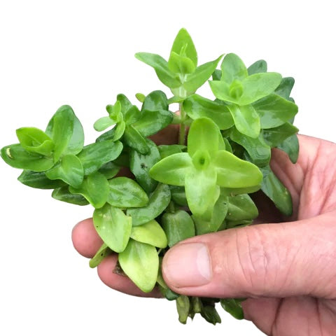 Bacopa sp japan medium serpyllifolia