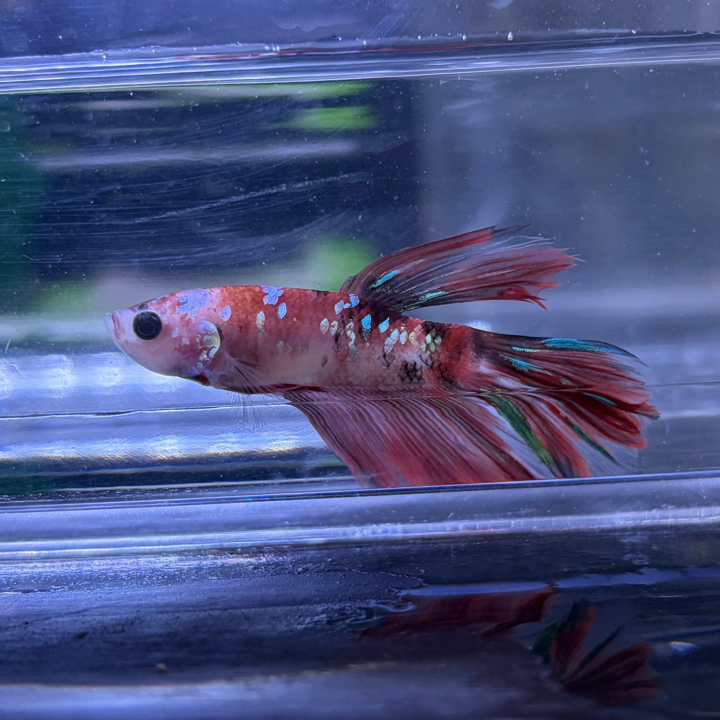 Halfmoon Multicolour/Koi Male Betta 3.5cm (K)