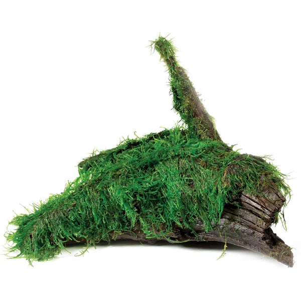Fontinalis antipyretica Willow Moss - Large Driftwood