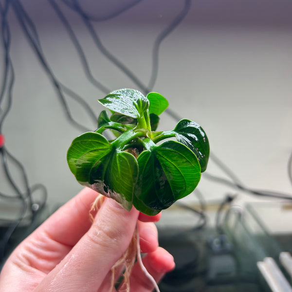 Echinodorus Iguazu 2009 ★