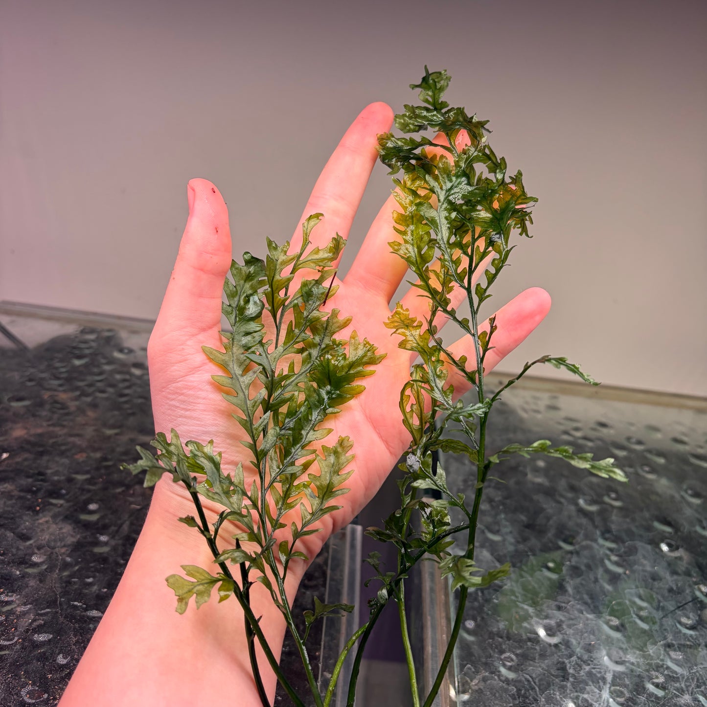 Bolbitus Fern Special 3 for $39.95